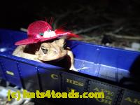 /home//u458753944/public_html/sourcegallery//////////////////////Roxborough Toad Detour/2013-2019/2017/P4040673.JPG